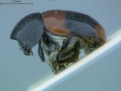 Babia magnicollis by the Smithsonian. Used under a CC0 license.