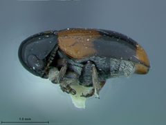 Babia meridionalis by the Smithsonian. Used under a CC0 license.