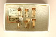 Bassareus formosus confluentinus by the Smithsonian. Used under a CC0 license.