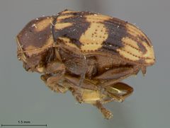Bassareus formosus confluentinus by the Smithsonian. Used under a CC0 license.