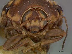 Bassareus formosus confluentinus by the Smithsonian. Used under a CC0 license.