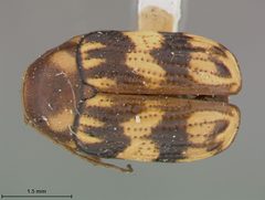 Bassareus formosus confluentinus by the Smithsonian. Used under a CC0 license.
