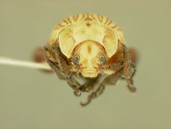 Blepharida notozonae by the Smithsonian. Used under a CC0 license.