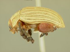 Blepharida notozonae by the Smithsonian. Used under a CC0 license.