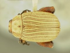 Blepharida notozonae by the Smithsonian. Used under a CC0 license.