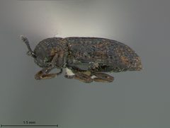 Brachycoryna confusa by the Smithsonian. Used under a CC0 license.