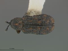 Brachycoryna confusa by the Smithsonian. Used under a CC0 license.
