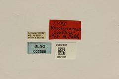 Brachycoryna confusa by the Smithsonian. Used under a CC0 license.