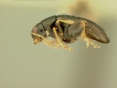 Chaetocnema densa by the Smithsonian. Used under a CC0 license.
