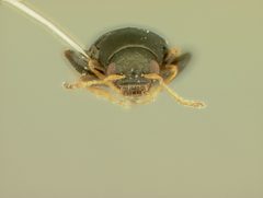 Chaetocnema densa by the Smithsonian. Used under a CC0 license.