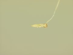 Chaetocnema densa by the Smithsonian. Used under a CC0 license.