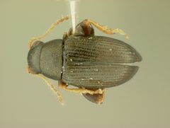 Chaetocnema densa by the Smithsonian. Used under a CC0 license.