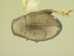 Chaetocnema fuscata by the Smithsonian. Used under a CC0 license.