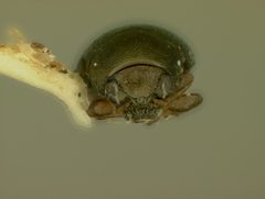 Chaetocnema fuscata by the Smithsonian. Used under a CC0 license.