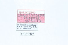 Chaetocnema fuscata by the Smithsonian. Used under a CC0 license.