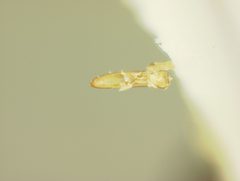 Chaetocnema fuscata by the Smithsonian. Used under a CC0 license.