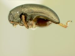 Chaetocnema fuscata by the Smithsonian. Used under a CC0 license.