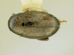 Chaetocnema ordinata by the Smithsonian. Used under a CC0 license.