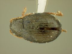 Chaetocnema quadricollis by the Smithsonian. Used under a CC0 license.