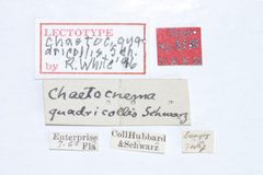 Chaetocnema quadricollis by the Smithsonian. Used under a CC0 license.