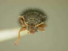 Chaetocnema quadricollis by the Smithsonian. Used under a CC0 license.