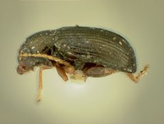 Chaetocnema quadricollis by the Smithsonian. Used under a CC0 license.