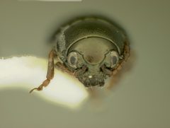 Chaetocnema rileyi by the Smithsonian. Used under a CC0 license.