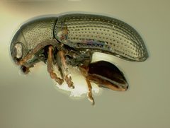 Chaetocnema rileyi by the Smithsonian. Used under a CC0 license.