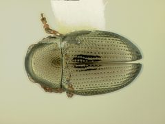 Chaetocnema rileyi by the Smithsonian. Used under a CC0 license.