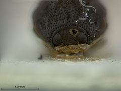 Chlamisus geniculatus by the Smithsonian. Used under a CC0 license.