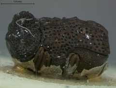Chlamisus geniculatus by the Smithsonian. Used under a CC0 license.