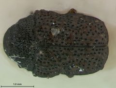 Chlamisus geniculatus by the Smithsonian. Used under a CC0 license.