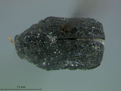 Chlamisus pilicollis by the Smithsonian. Used under a CC0 license.