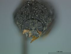 Chlamisus pilicollis by the Smithsonian. Used under a CC0 license.