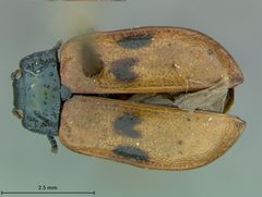 Chrysomela interrupta var. quadriguttoides by the Smithsonian. Used under a CC0 license.