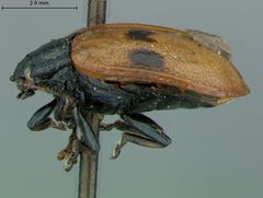 Chrysomela interrupta var. quadriguttoides by the Smithsonian. Used under a CC0 license.