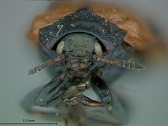 Chrysomela interrupta var. quadriguttoides by the Smithsonian. Used under a CC0 license.