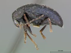 Colaspis arizonensis by the Smithsonian. Used under a CC0 license.
