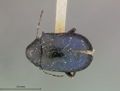 Colaspis arizonensis by the Smithsonian. Used under a CC0 license.