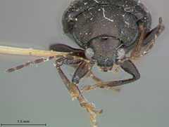 Colaspis arizonensis by the Smithsonian. Used under a CC0 license.
