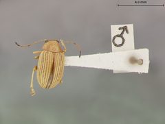 Colaspis brunnea floridana by the Smithsonian. Used under a CC0 license.