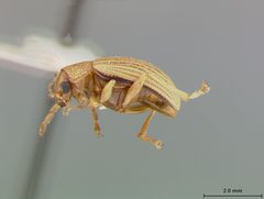 Colaspis brunnea floridana by the Smithsonian. Used under a CC0 license.