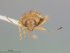 Colaspis brunnea floridana by the Smithsonian. Used under a CC0 license.