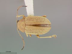 Colaspis brunnea floridana by the Smithsonian. Used under a CC0 license.