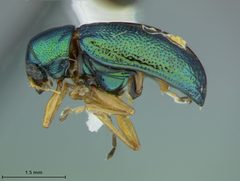 Colaspis cruriflava by the Smithsonian. Used under a CC0 license.