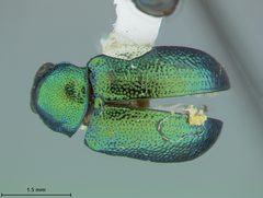 Colaspis cruriflava by the Smithsonian. Used under a CC0 license.