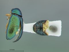 Colaspis cruriflava by the Smithsonian. Used under a CC0 license.