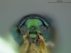 Colaspis cruriflava by the Smithsonian. Used under a CC0 license.