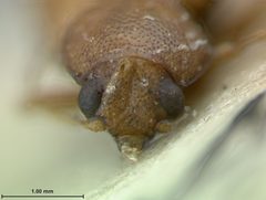 Colaspis flavocostata avaloni by the Smithsonian. Used under a CC0 license.