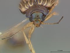 Colaspis flavocostata by the Smithsonian. Used under a CC0 license.